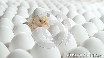 White eggs and one egg hatches Stock Photo