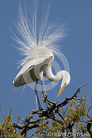 White Egret in breeding plumage Stock Photo