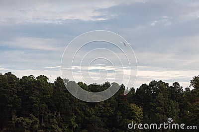 White Egret Flying Above Green Trees in Early Morning Light Stock Photo