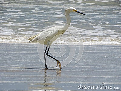 White egret heron beach bird. Stock Photo