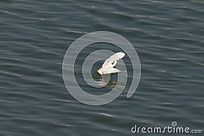 white egret is hunting, it taks a fish in its beak, and taking off from the ocean. Stock Photo