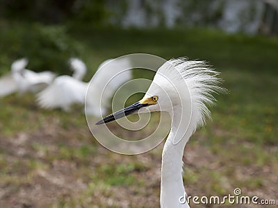 White egret with ruffled feathers protecting territory. White Crane Stock Photo