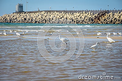 White Egret by the Sea, Sea Bird Stock Photo