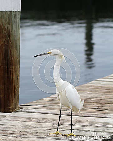 White Egret Stock Photo