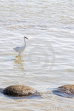 White egret walks in the water at sea. Little Egret Walking on the Sea Shore. vertical photo Stock Photo