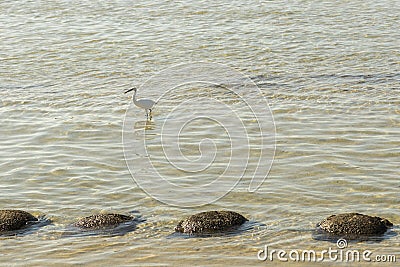 White egret walks in the water at sea. Little Egret Walking on the Sea Shore Stock Photo