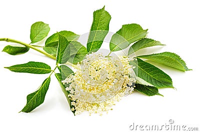 White elder flower Stock Photo