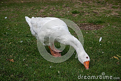 White Emden goose eating grass and daisies by the River Nene, March, Cambridgeshire Stock Photo