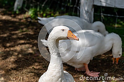 White Emden geese Stock Photo