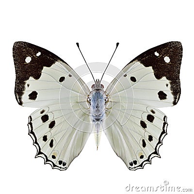 White Emperor Helcyra hemina pale bright butterfly with black stripe on wing tip isolated over white background, Stock Photo