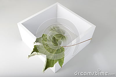 White empty cube on a white, grey background with dry maple leaf. Four white walls Stock Photo