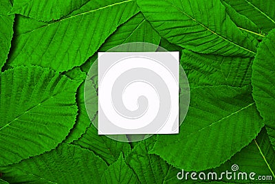White empty leaf among green leaves of chestnut Stock Photo