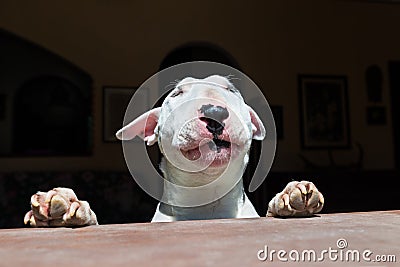 White english bull terrier is sunbathing in front of a window Stock Photo