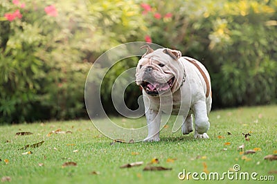 white english bulldog laugh and run on green grass at public par Stock Photo