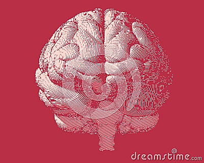 Engraving brain illustration in front view on red BG Vector Illustration
