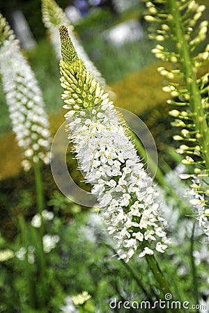 White Eremurus or Foxtail Lily Stock Photo