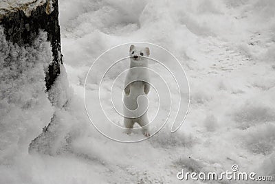 White Ermine Stock Photo