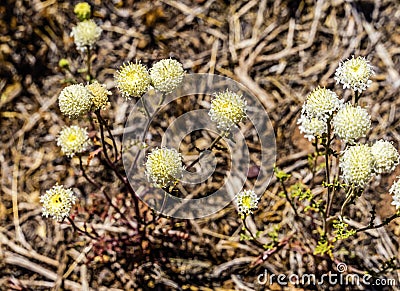 White Esteve's Pincushion Blooming Macro Stock Photo