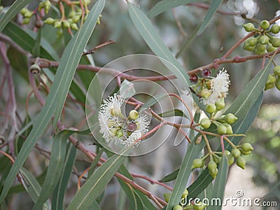 White eucalyptus flowers and new bud on a branch on a spring day. blue-leaved oil mallee. Eucalyptus polybractea. Stock Photo