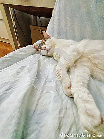 Cat, White cat lays down on the bed Stock Photo