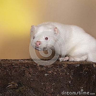 White European mink or nerts from a fur farm in an autumn forest landscape Stock Photo