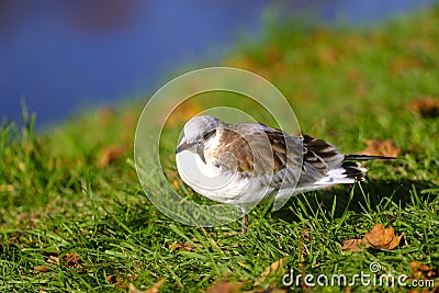 White European seagull baby bird sitting on ground Stock Photo