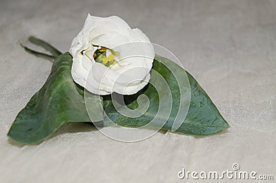 White eustoma flower Stock Photo