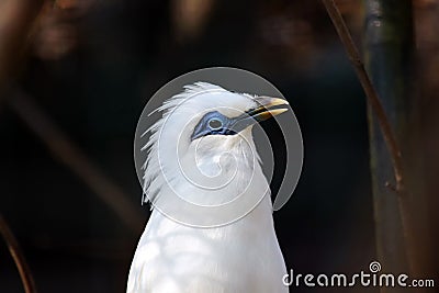 White Exotic Bird Bali Myna Head Stock Photo