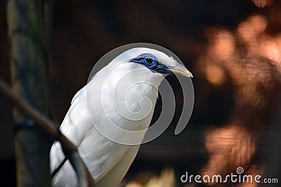 White Exotic Bird Bali Myna Sitting on Branch Stock Photo
