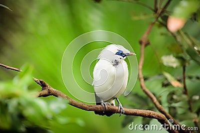 White exotic bird on a branch Stock Photo