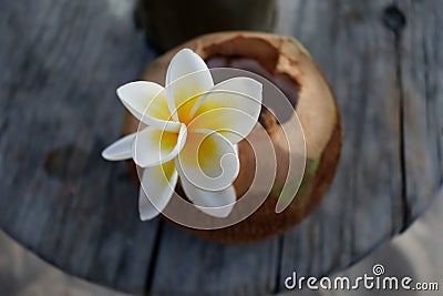 White exotic flower on coconut cocktail Stock Photo