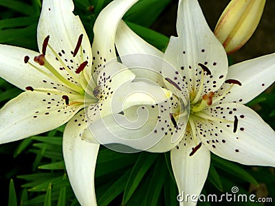 White Exotic Lilies Stock Photo