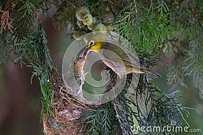 White-eye bird feeding Stock Photo