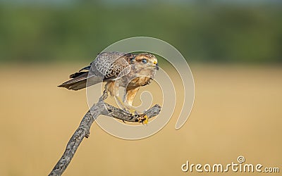 White eyed buzzard perching on a branch Stock Photo