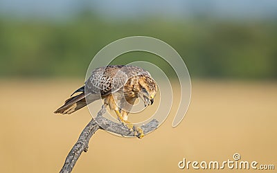 White eyed buzzard with kill Stock Photo