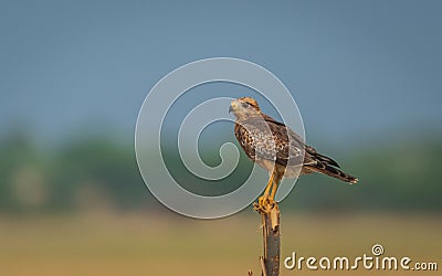 White eyed buzzard perching on tree Stock Photo