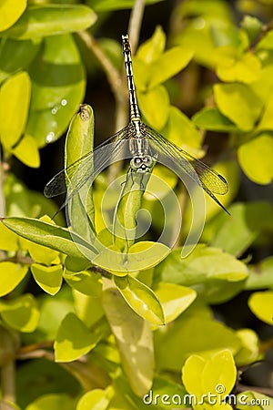 White eyed Dragonfly Stock Photo