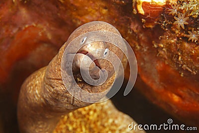 White-eyed moray Stock Photo