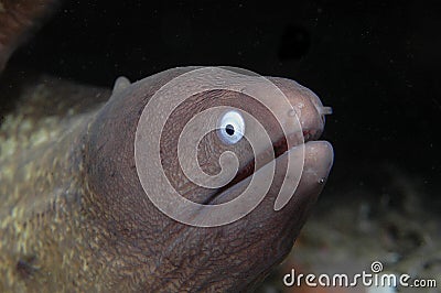 White-eyed Moray Stock Photo