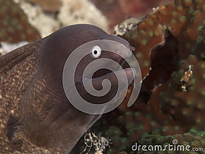 White eyed moray Stock Photo