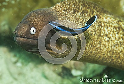 White eyed moray eel Stock Photo