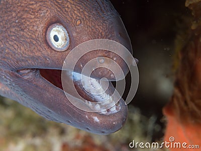 White-eyed moray eel Stock Photo