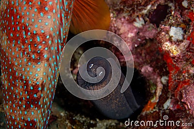 White eyed Moray Eel, Siderea Thyrsoidea Stock Photo