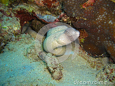 White eyed Moray Eel (Siderea Thyrsoidea) in the filipino sea 20.11.2012 Stock Photo