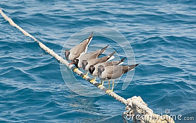 White-eyed seagulls perched on rope Stock Photo