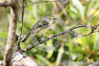 White-eyed Vireo griseus Stock Photo