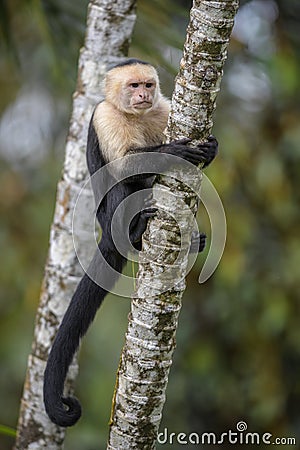 White-faced Capuchin - Cebus capucinus Stock Photo