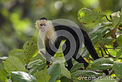 White-faced Capuchin - Cebus capucinus Stock Photo
