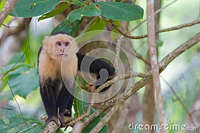 White faced Capuchin Monkey Stock Photo