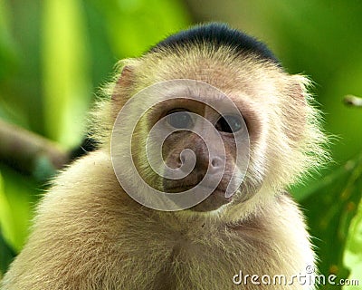 White-faced Capuchin Monkey Stock Photo